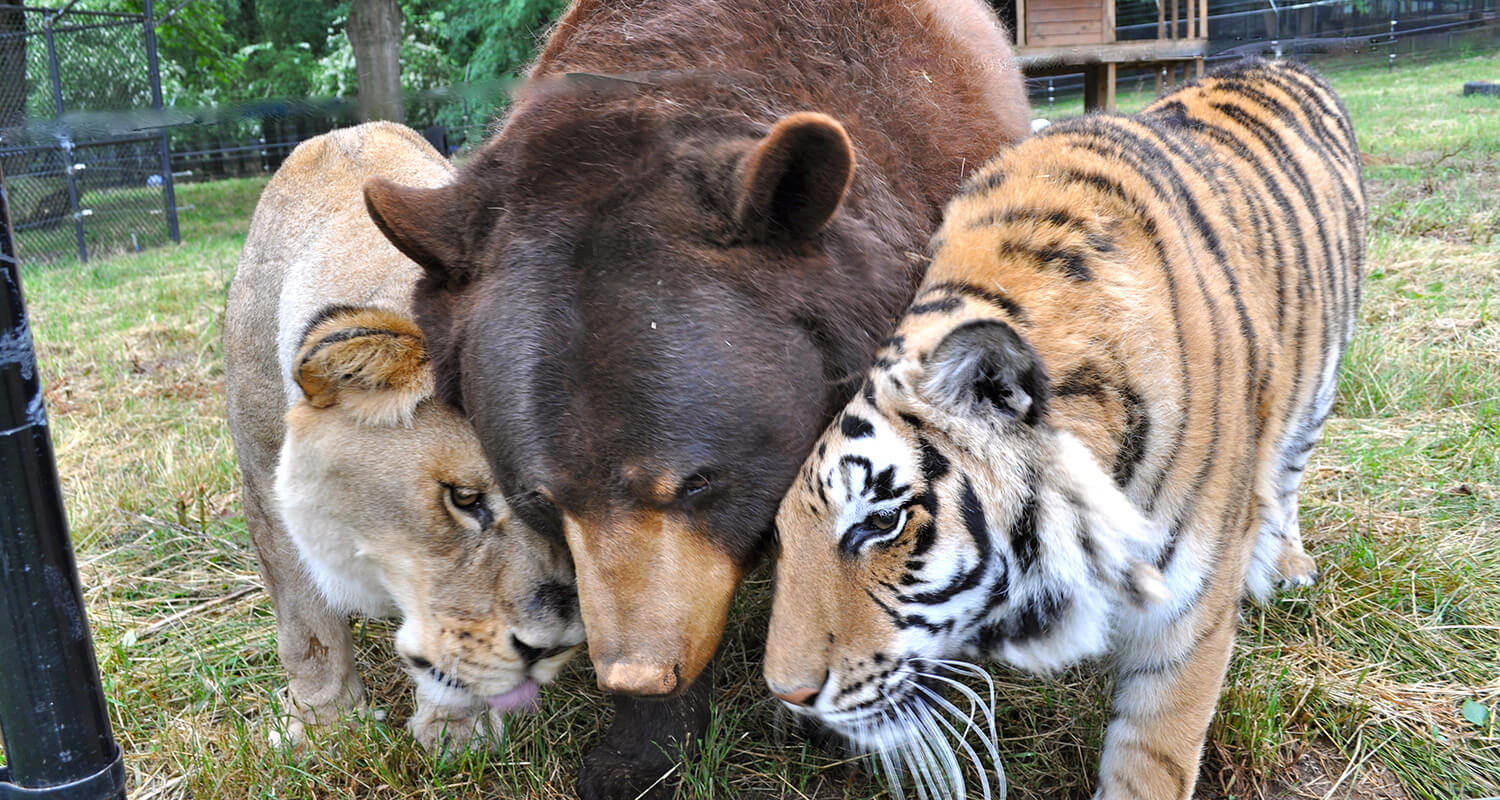 Bear lion and tiger at Noahs Ark