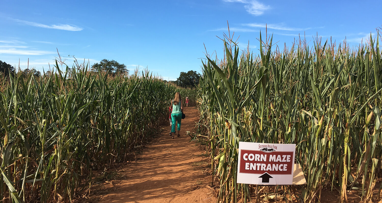 Southern Belle Farm Corn Maze