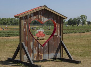 southern belle farm