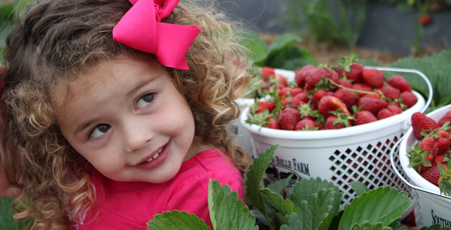 southern_belle_farm_strawberries