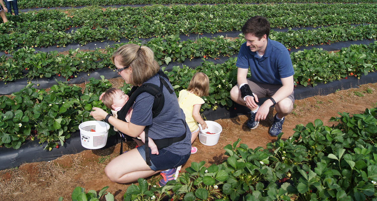 Family Picking Strawberries at Southern Belle Farm