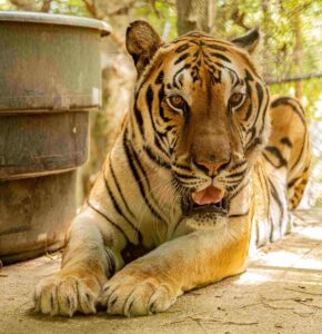 tiger in front of bucket of water