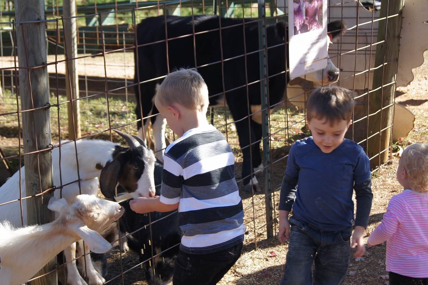Petting Zoo at Yule Forest