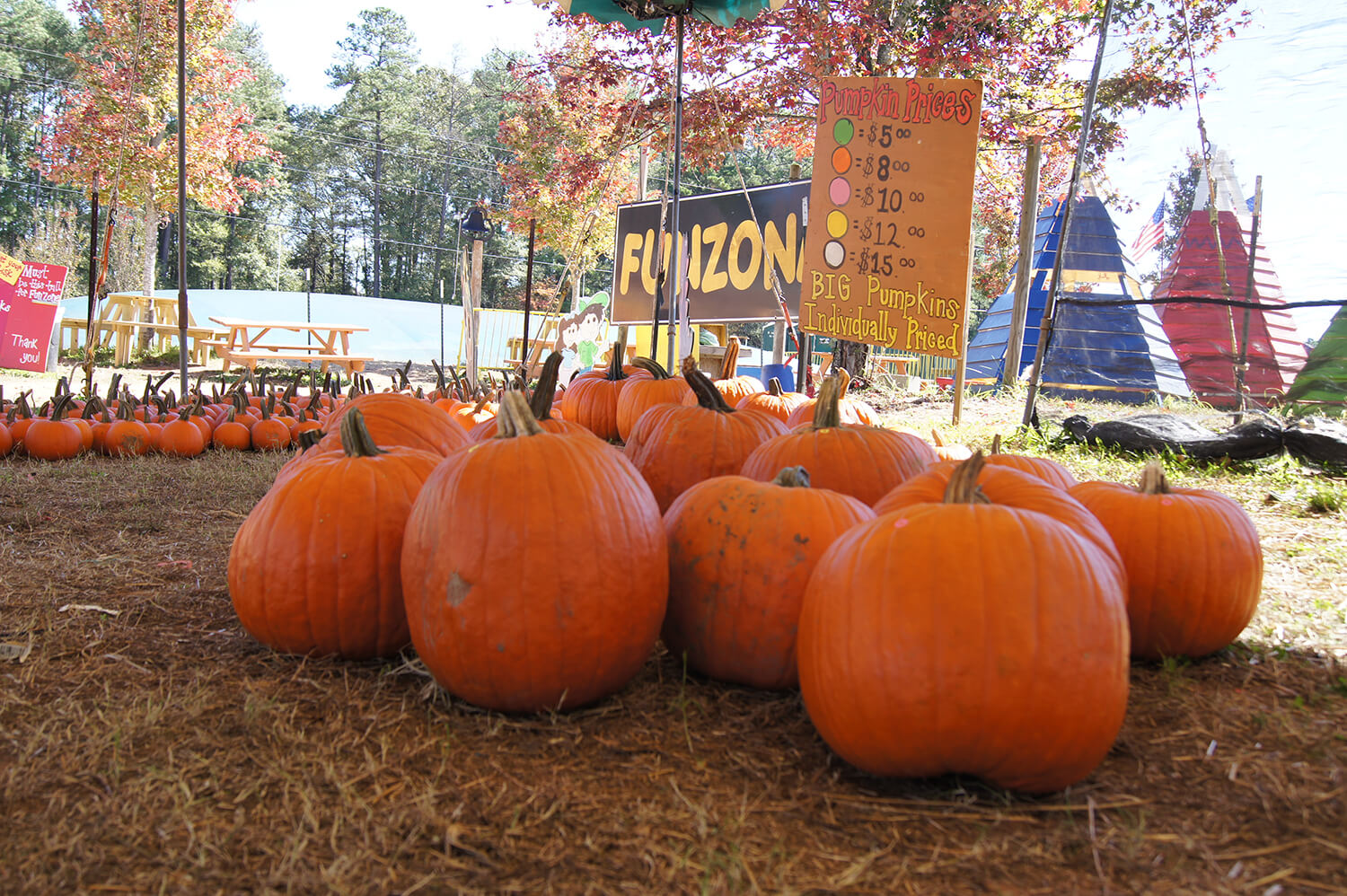 Pumpkins at Yule Forest