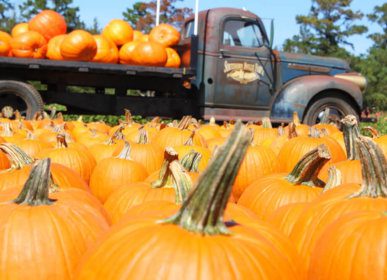 pumpkins - southern belle truck