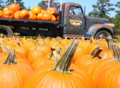 pumpkins - southern belle truck
