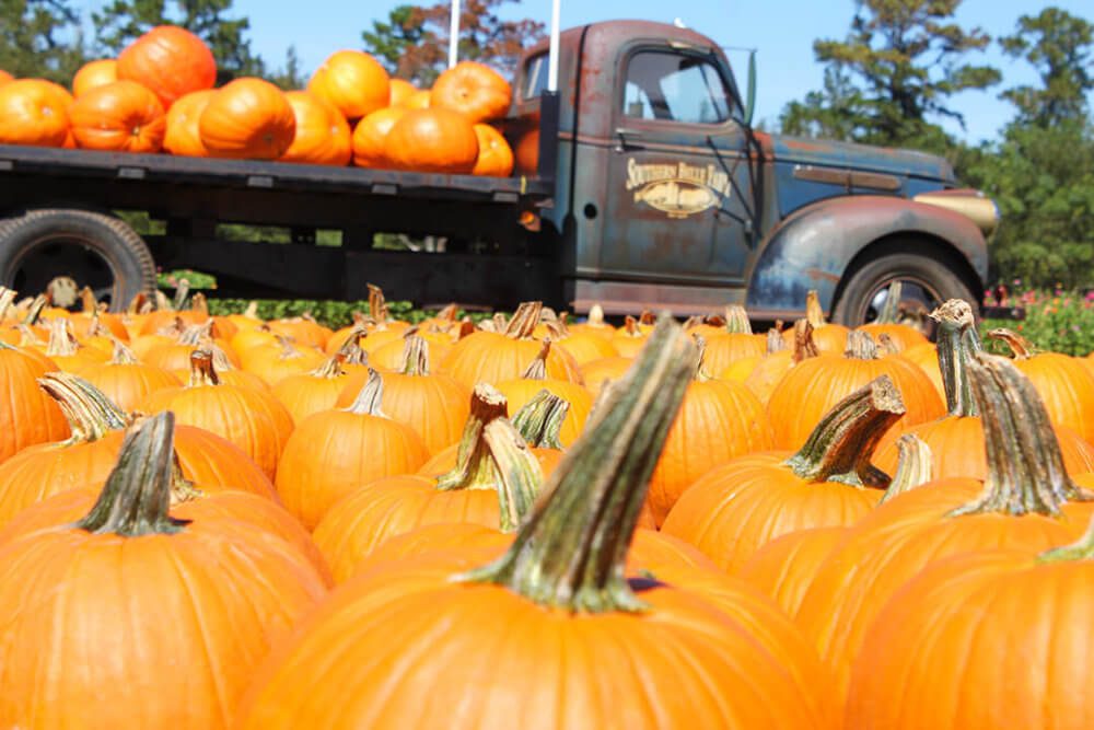 pumpkins - southern belle truck
