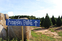 Pumpkin Patch Sign with Christmas Trees in background