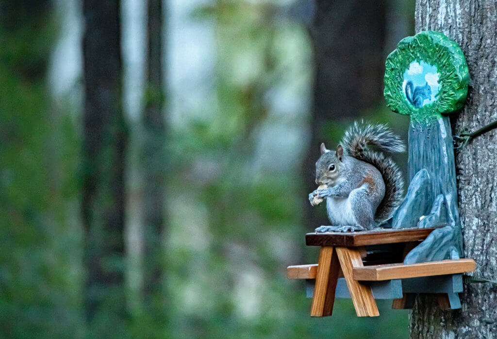 squirrel eating a peanut while sitting on a small picnic table with trees in background