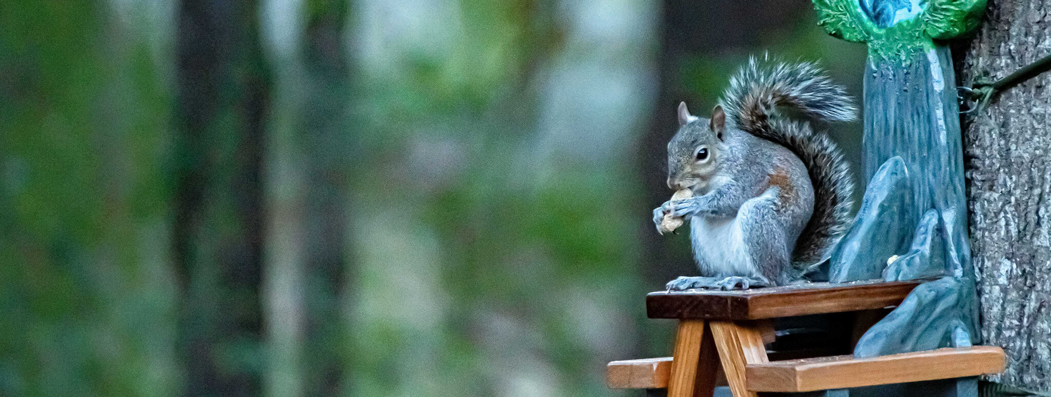 squirrel eating a peanut sitting on a small picnic table