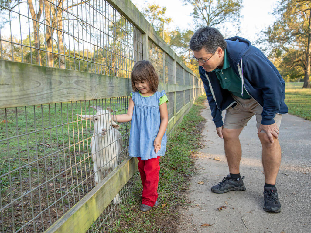 little girl petting sheep while father watches