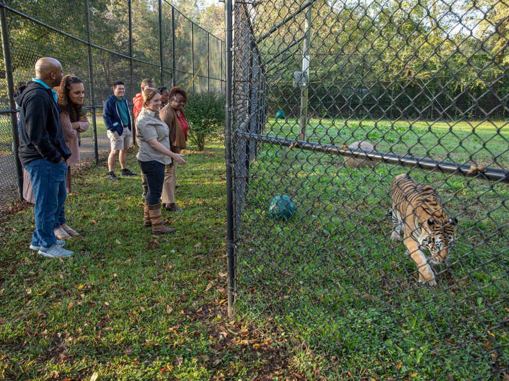 visitors look at tiger and hear about her history from guide