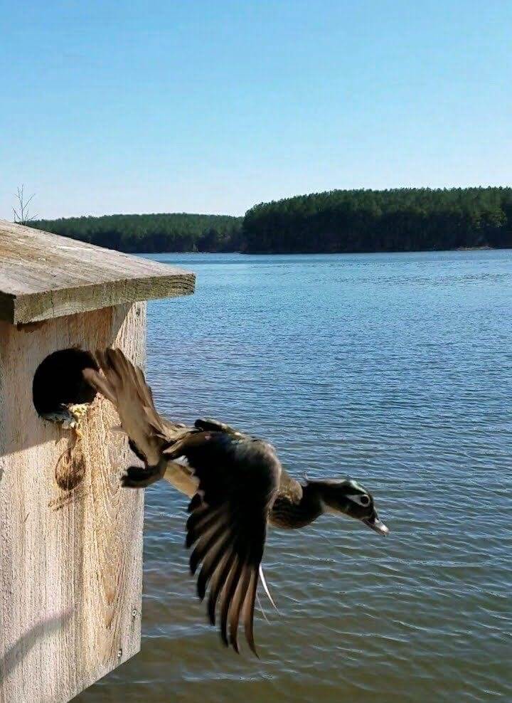 duck flying out of bird house on lake in henry county georgia