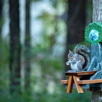 Squirrel sitting on a small picnic table mounted on a tree