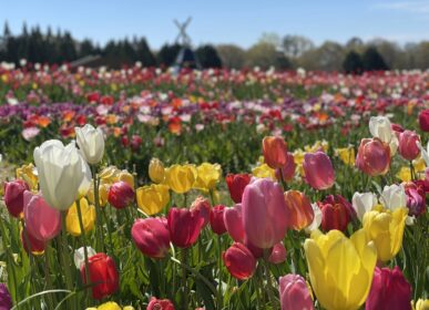 a field of multi-colored tulips