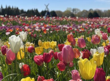 a field of multi-colored tulips