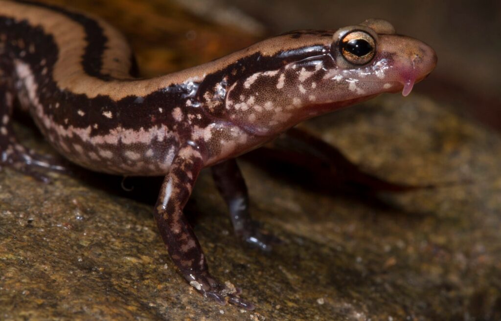 salamander